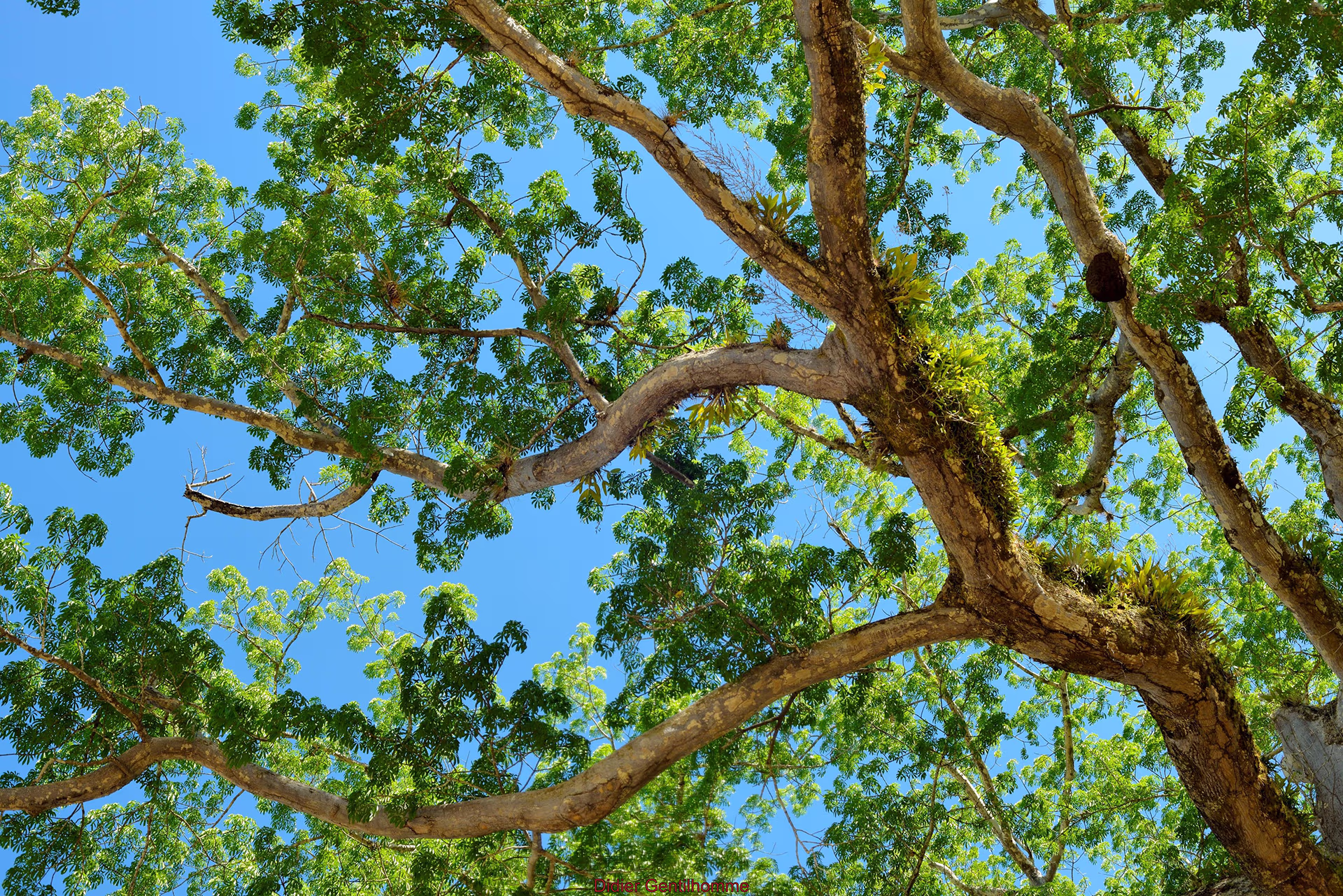 Branches of a large tree covered in green leaves standing out against a clear blue sky.
