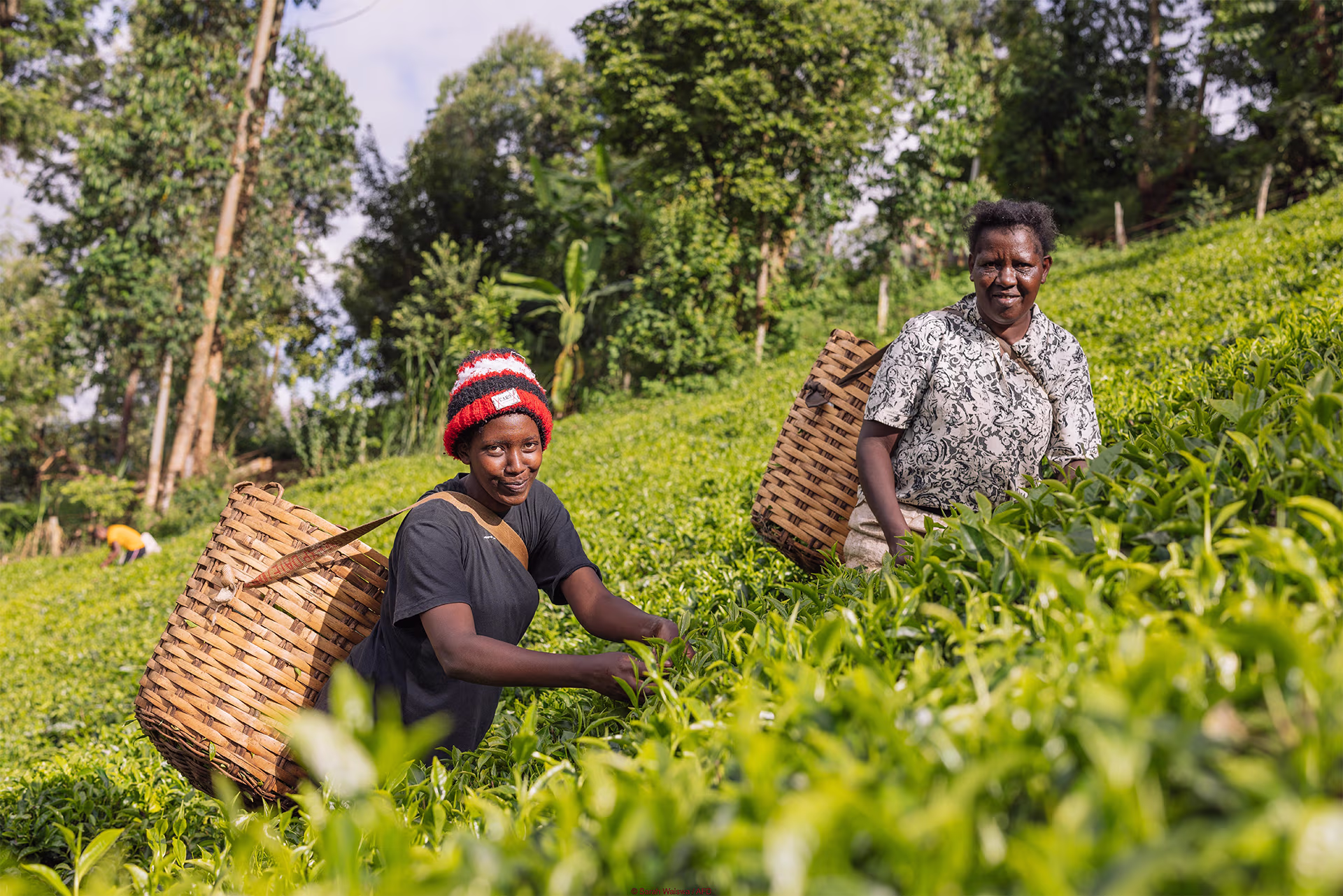 Deux femmes récoltent des feuilles dans une plantation verdoyante, portant des paniers tressés sur le dos, sous un ciel clair et entourées de végétation tropicale.