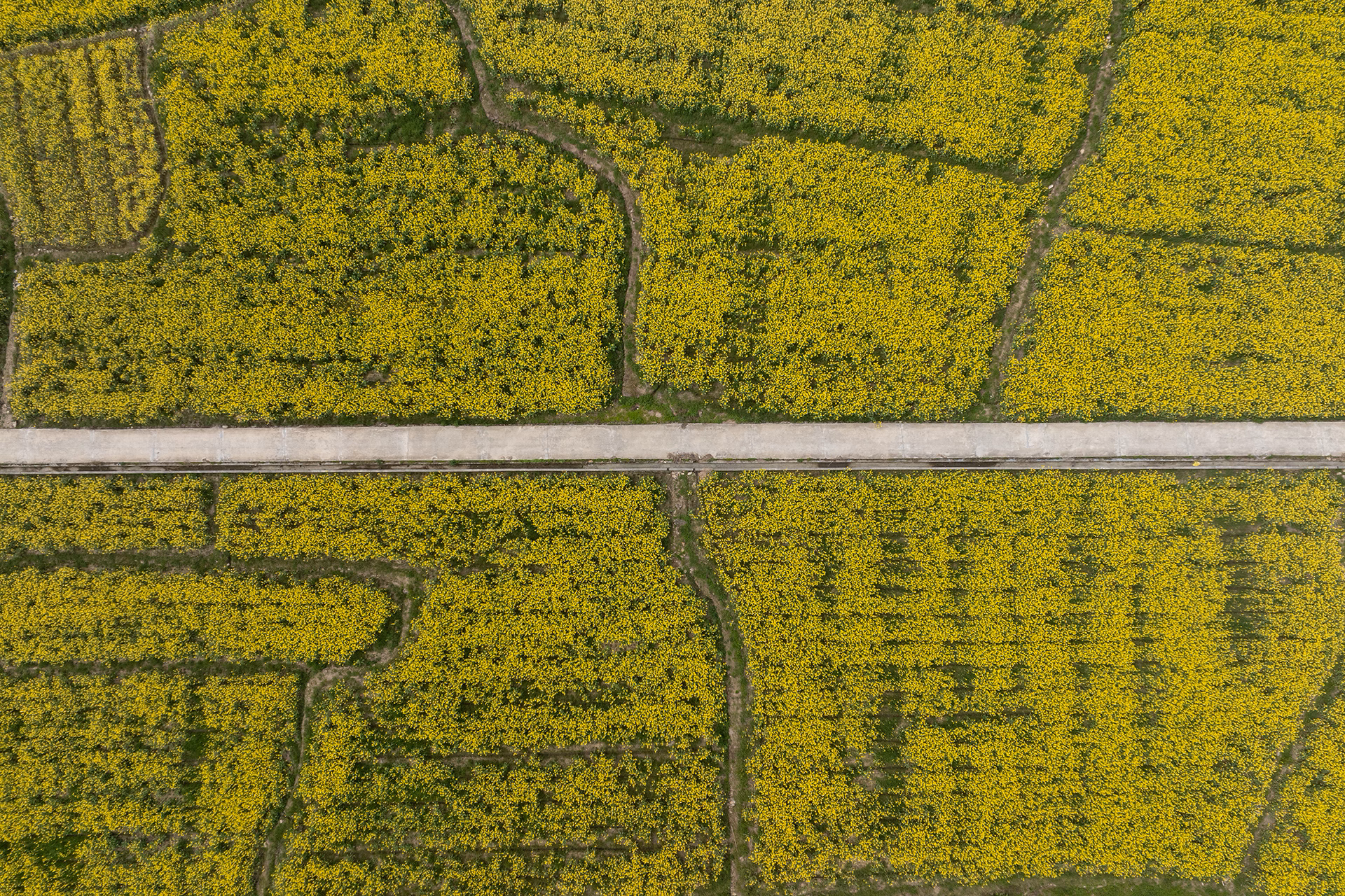 Vue aérienne de champs de colza en fleurs, séparés par un chemin rectiligne.