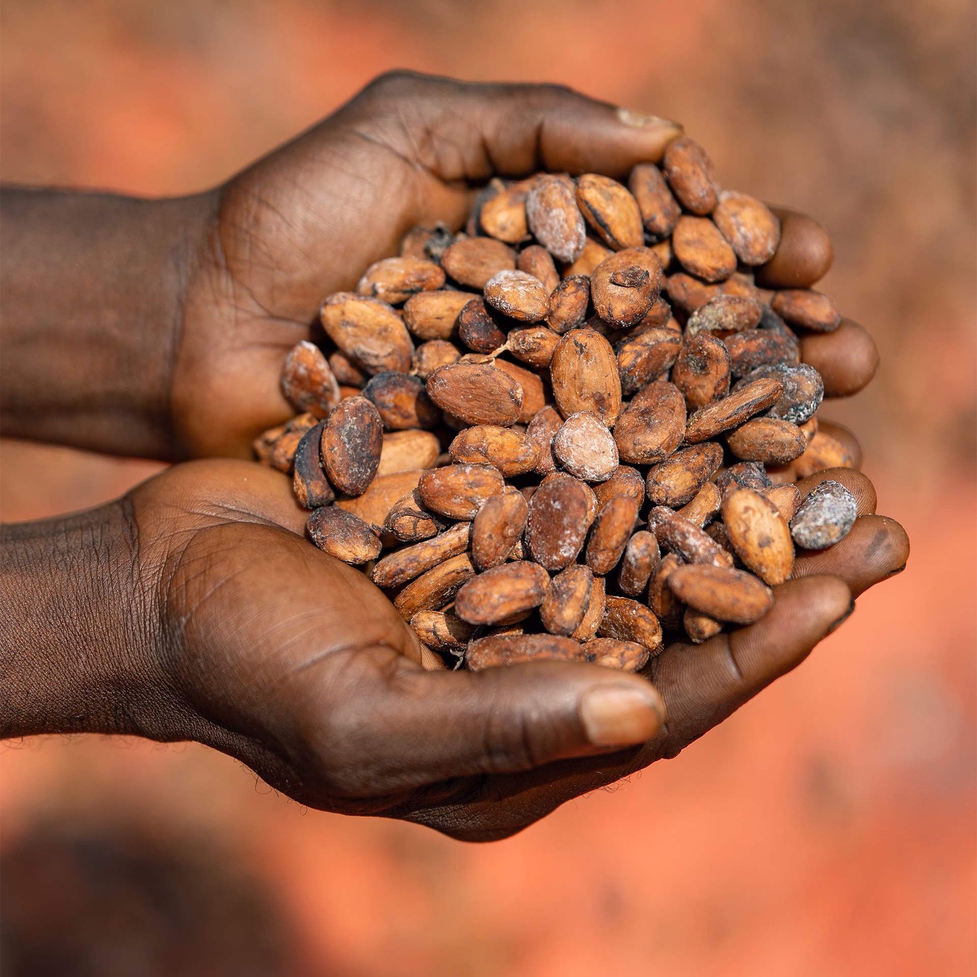Deux mains tenant une poignée de fèves de cacao brunes.