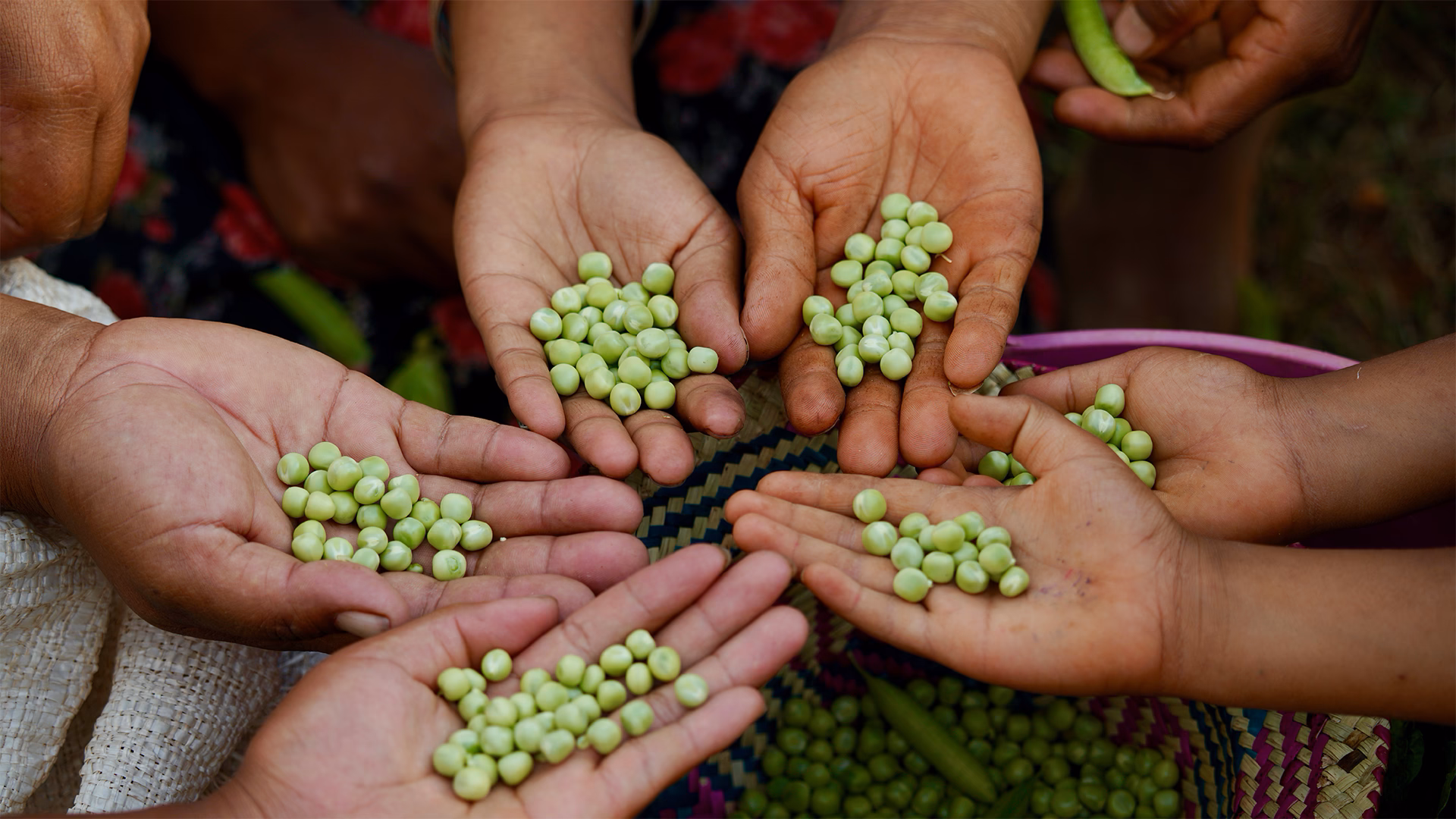 Plusieurs mains tendues tenant des pois verts fraîchement récoltés.
