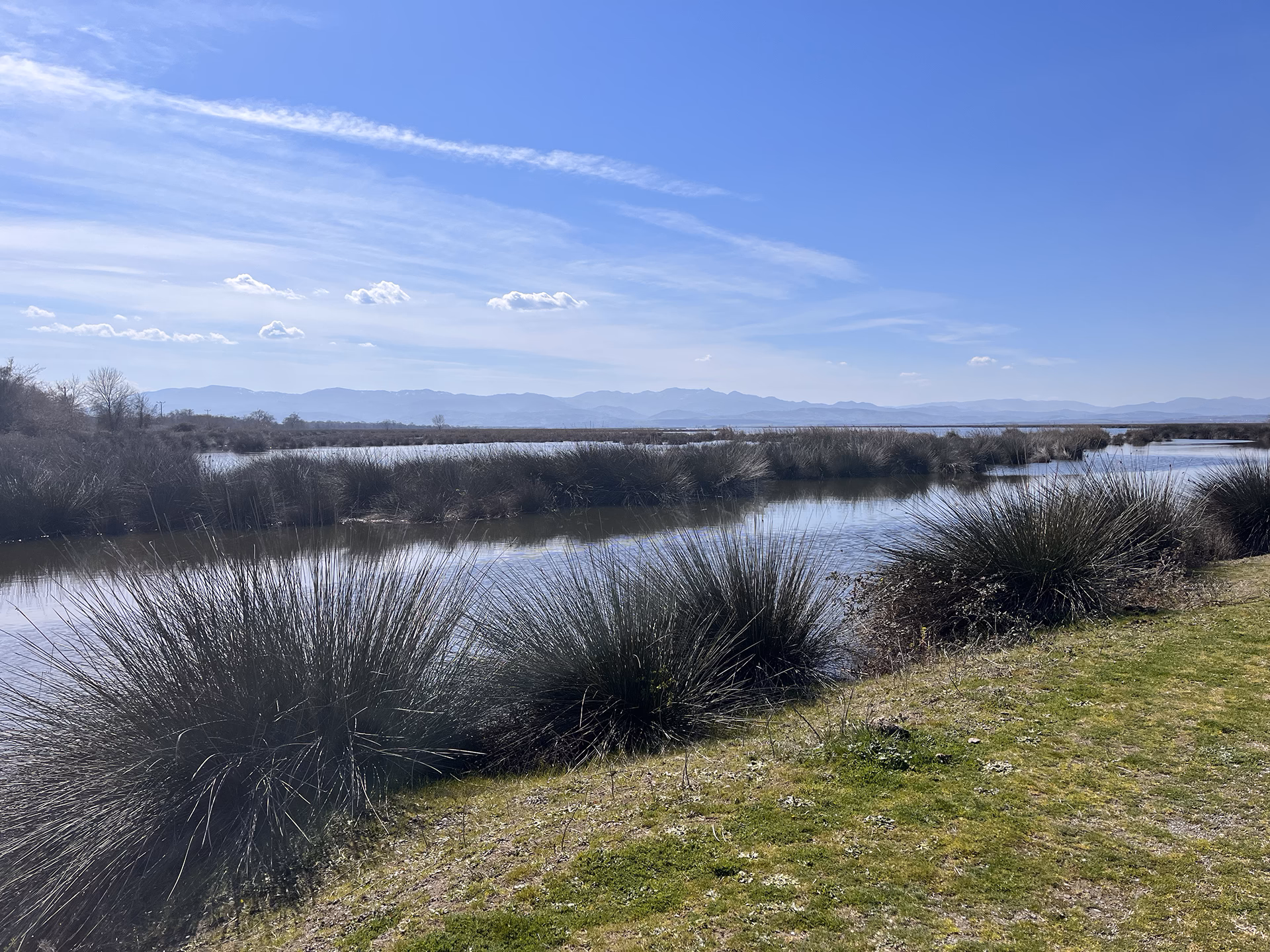 Paysage de marais avec de l’eau bordée de hautes herbes, sous un ciel bleu avec des montagnes en arrière-plan.