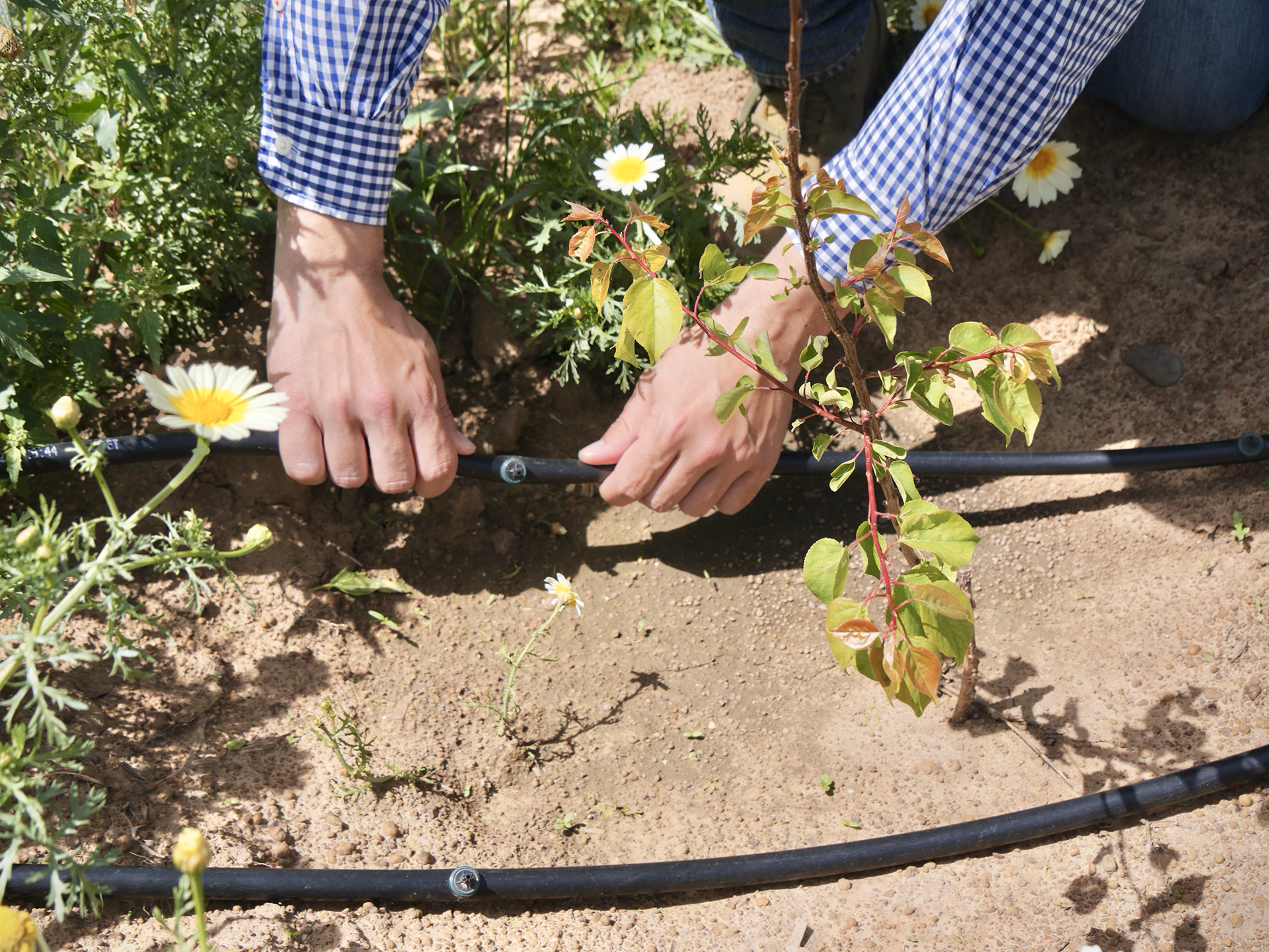 Personne en chemise à carreaux installant un tuyau d’irrigation goutte-à-goutte dans un jardin fleuri.