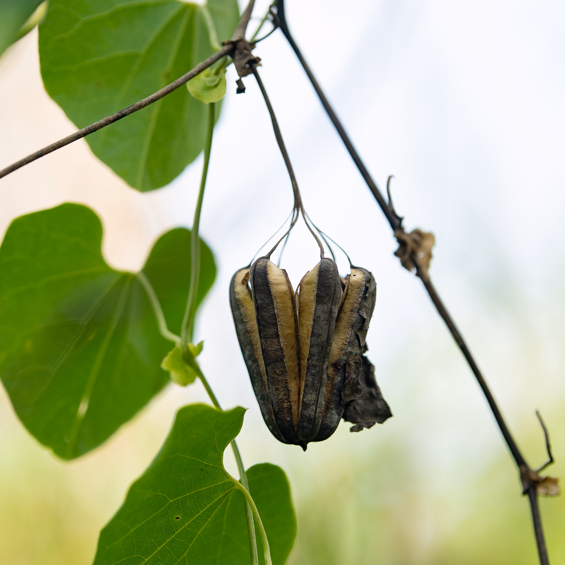 Gousse brune et sèche suspendue à une tige, entourée de feuilles vertes.