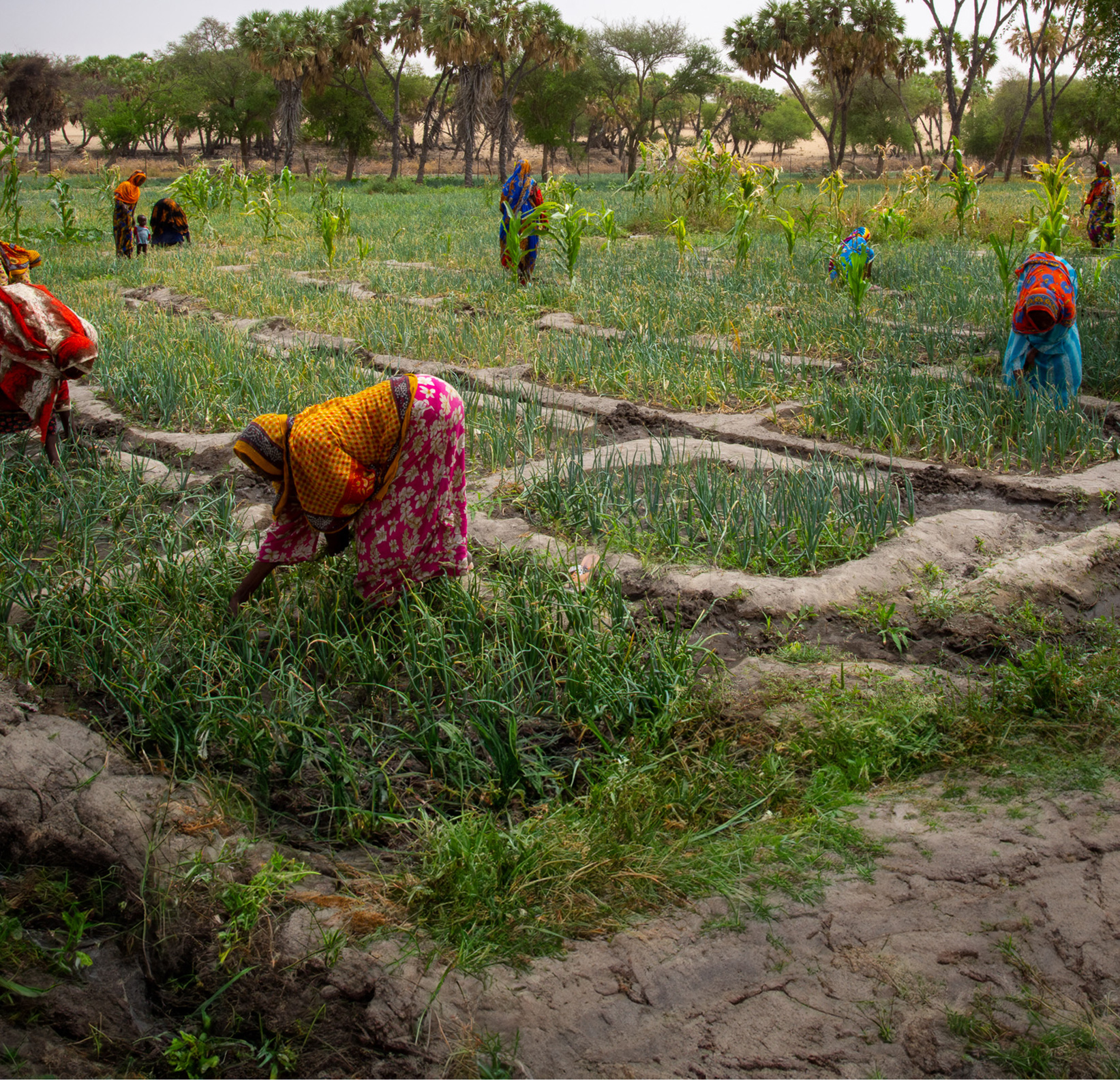 Women working in market gardening in the wadis