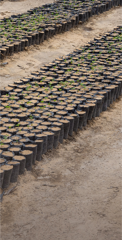 Plants arranged in nurseries