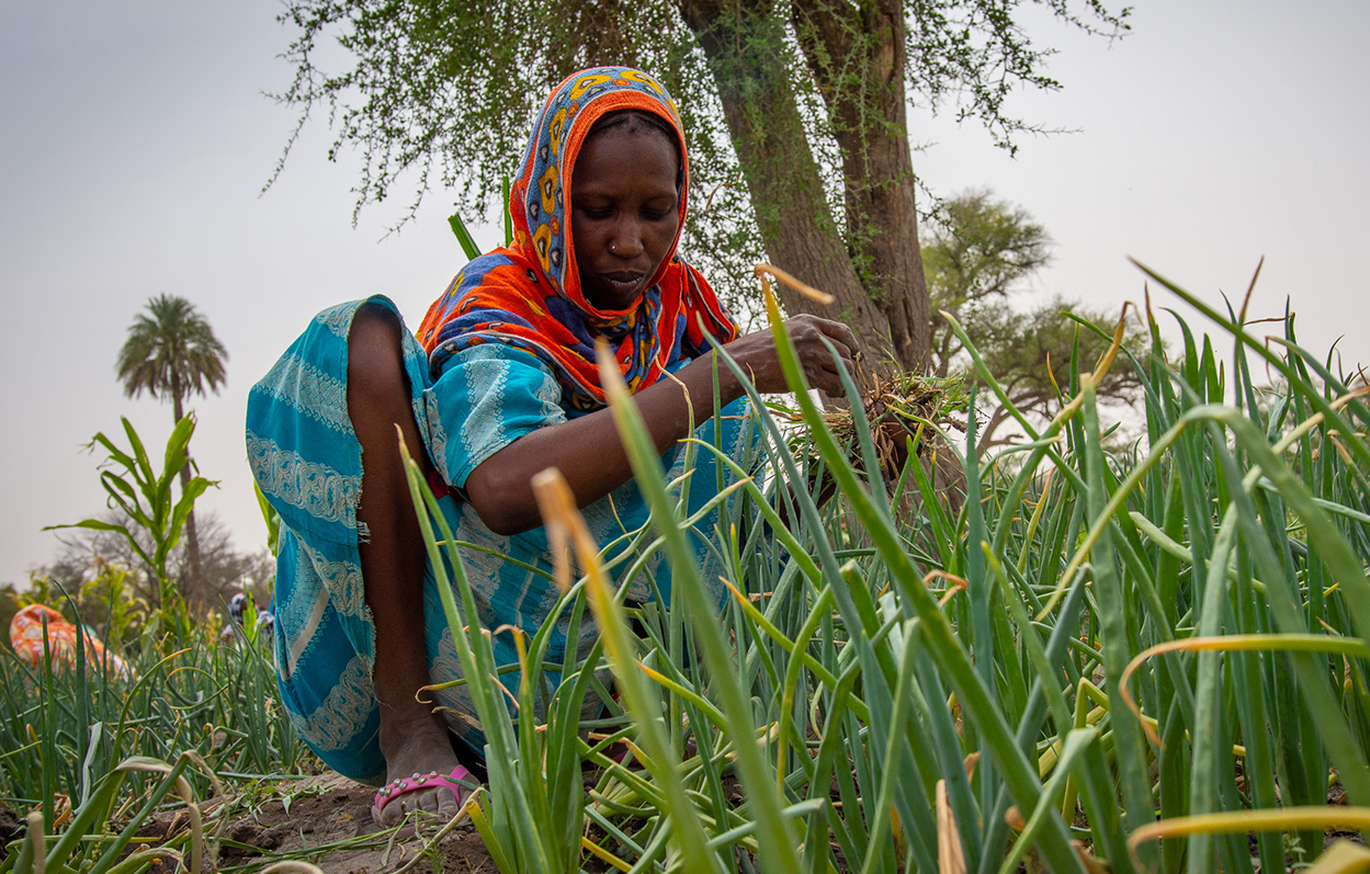 Woman working in vegetable production in the wadis
