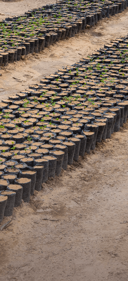 Plants disposés en pépinières